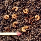 Natural Pest Control - Chafer Grub Killer Treats 20 square metres