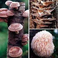 Mushroom - Gourmet Collection 90 dowels - 30 of each