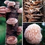 Mushroom - Gourmet Collection 90 dowels - 30 of each