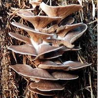 Mushroom - Oyster 100 dowels