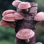 Mushroom - Shiitake 100 dowels