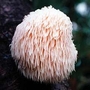 Mushroom - Lion's Mane 100 dowels