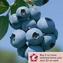 Blueberry : Brigitta 1 plant