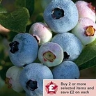 Blueberry : Chandler 1 plant in 1.5L pot