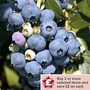 Blueberry : Earliblue 1 plant in 1.5L pot