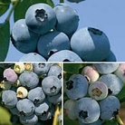 Blueberry Full Season Collection 3 plants - 1 of each