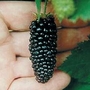 Blackberry : Karaka Black 1 plant in 9cm pot