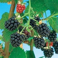 Blackberry : Loch Maree 1 plant in 9cm pot