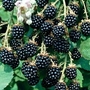 Blackberry : Loch Ness 1 plant in 9cm pot