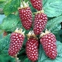 Tayberry : Buckingham 1 plant in 9cm pot