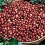 Cranberry : Pilgrim 1 pot grown bush