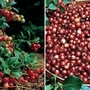 Cranberry & Lingonberry Collection 2 plants in 9cm pots - 1 of each