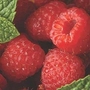 Raspberry 'Polka' 12 canes