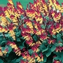 Mina Mexican Fiesta Seeds