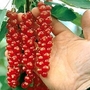 Redcurrant : Rovada 3 plants