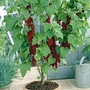 Redcurrant : Cordon Rovada 1 plant