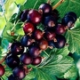Blackcurrant : Ben Connan 3 plants