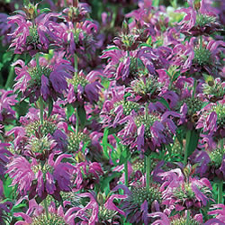 Monarda Lambada Seeds