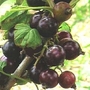 Blackcurrant : Ebony 3 plants