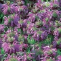Monarda Lambada Seeds