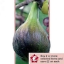 Fig : Brown Turkey 1 bush in 4L pot