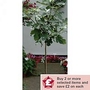 Fig : Brown Turkey Standard 1 bush in 4L pot