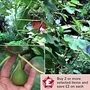 Fig : Violetta 1 bush in 4L pot