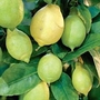 Lemon : Green Lemon 1 plant in 5L pot