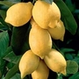 Lemon : Eureka 1 plant in 5L pot