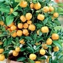 Orange : Calamondin 1 tree in 5l pot