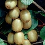 Kiwi : Hayward & Tomouri 2 plants - 1 of each