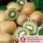 Kiwi : Jenny 1 plant