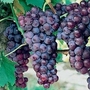 Grape : Dornfelder 1 vine in 1.5L pot