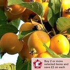 Crab Apple : Golden Hornet 1 tree