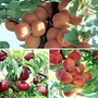 Nectarine, Peach & Apricot Collection 3 feathered maidens - 1 of each
