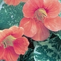 Nasturtium Peach Schnapps Seeds