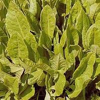 Herb : Sorrel (Rumex acetosa) 1 packet