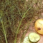 Fennel (Foeniculum Vulgare) 1 packet (250 seeds)