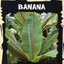 Exotic : Banana (Ensete Ventricosum) 1 packet (5 seeds)