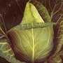 Cabbage : Spring : Advantage F1 1 packet