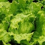 Lettuce : Lakeland 1 packet