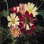 Cosmos Bipinnatus Sea Shells 1 packet (100 seeds)