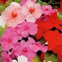 Busy Lizzie : Dwarf Mixed 1 packet (80 seeds)