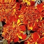 French Marigold Hero Red 1 packet (100 seeds)