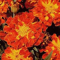Tagetes patula Spanish Brocade 1 packet