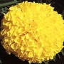 Tagetes erecta Discovery Yellow F1 1 packet