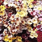 Nemesia strumosa Carnival Mixed 1 packet