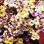 Nemesia Strumosa Carnival Mixed 1 packet (600 seeds)