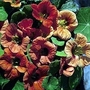 Nasturtium Peach Melba 1 packet (20 seeds)