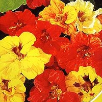 Nasturtium Double Gleam Mixed 1 packet (30 seeds)